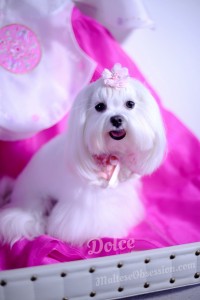 Dolce's 2nd Birthday Pictures