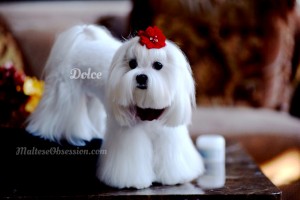 Dolce's Winter White