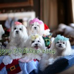 Merry Christmas from Team Maltese Obsession