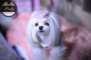 Pinky is a Korean Princess - Korean cut Face on a Pretty Maltese