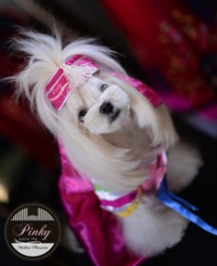 Pinky is a Korean Princess - Korean cut Face on a Pretty Maltese